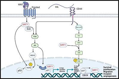 SIRT1, a novel transcriptional downstream target of CD44, linking its deacetylase activity to tumor cell invasion/metastasis